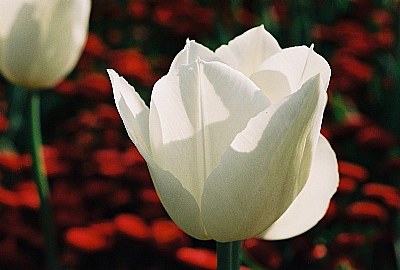 The White Tulip