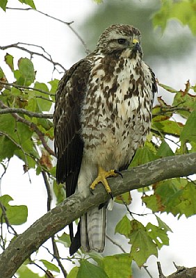 Raptor