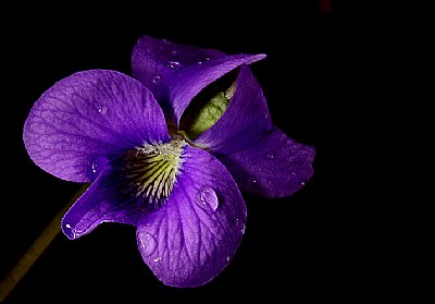 violetta