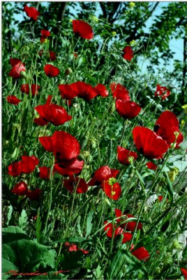 poppies ..