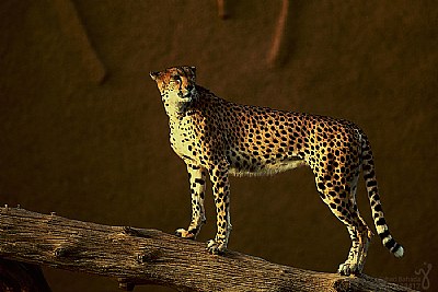 LEOPARD