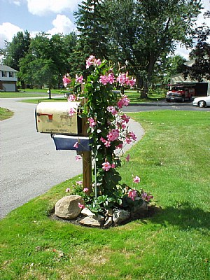 Mandevilla Vine