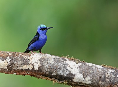 Red-legged Honeycreeper