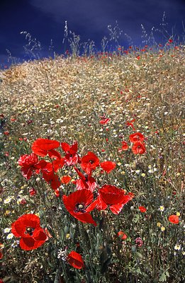 Already spring, Spain.