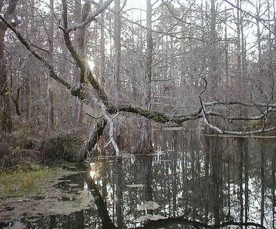 Winter in the Swamp