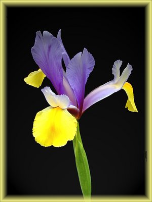 Iris