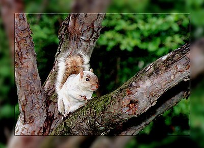 White Squirrel