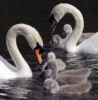 Happy Families