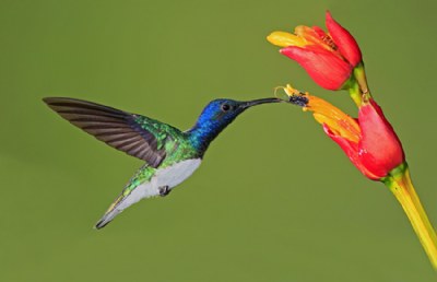 White-necked Jacobin