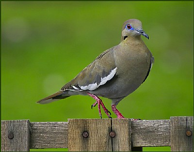 Mourning Dove