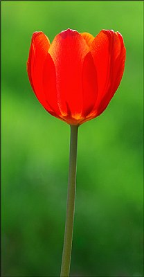 First Spring Tulip
