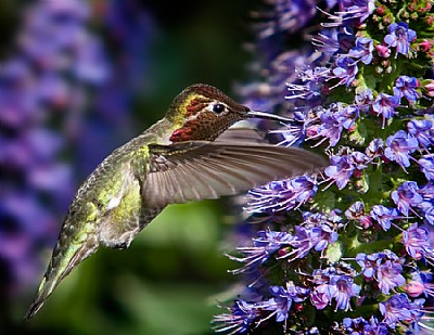 Anna's Hummingbird