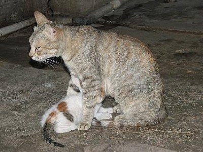 cat fedding baby cat