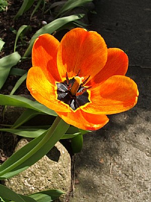 Polski tulipan - for Aziz and Harry ;D