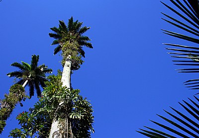 Palms & Sky