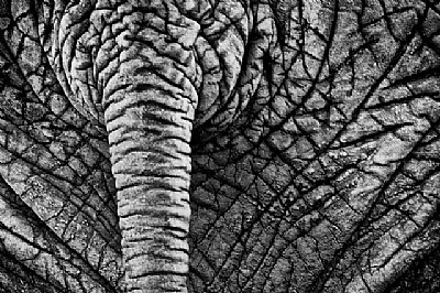 elephant tail