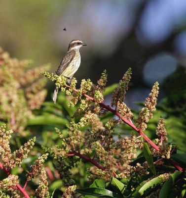 Piratic Flycatcher