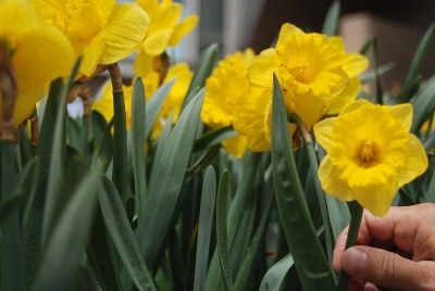 Don't Pick the Daffodils