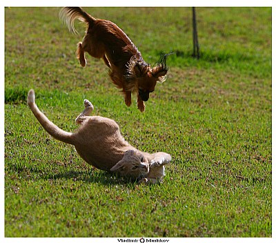 Flying Dog :)