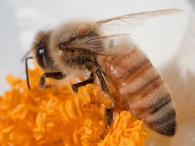 Bee