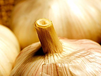 garlic