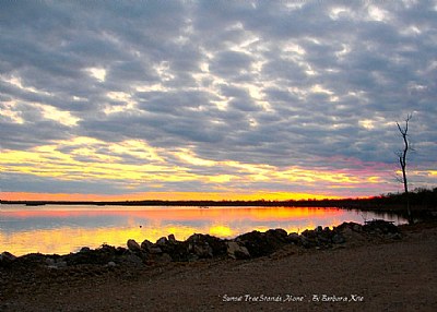 " Sunset Tree Stands Alone "