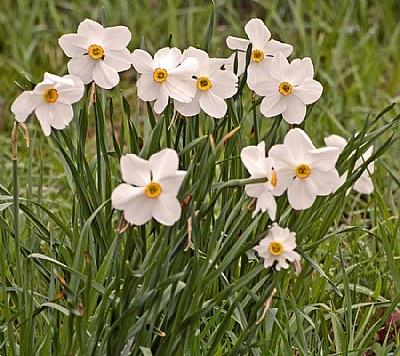 White Flower