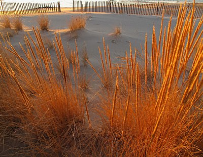 Sunlit Grasses on Dunes