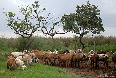 Australian Sheeps