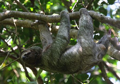 Three-toed Sloth