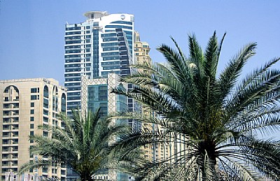 Palms Tree Again