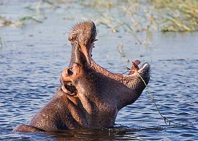 Hippopotamus