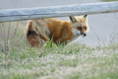 Red Fox