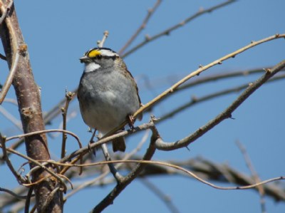 White-Throated Sparrow