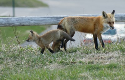 Foxy Mom