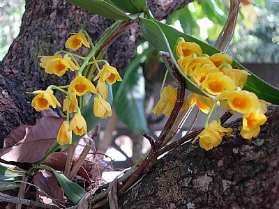 'Golden Orchid' (1)