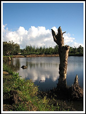 dead tree over reflections