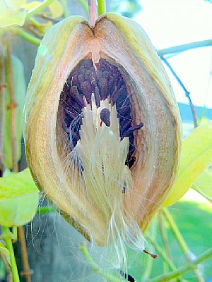 Potato Creeper Pod