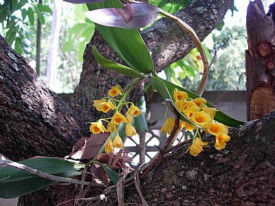 'Golden Orchid ( 2 )'
