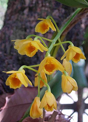 'Golden Orchid ( 3 )'