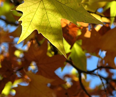 A Green Happ Leaf...