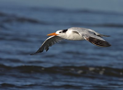 Royal Tern