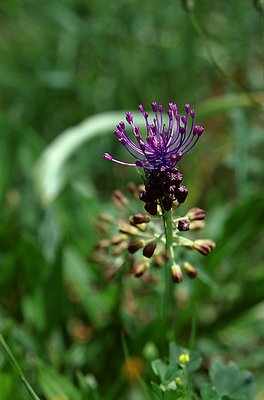 Purple flower