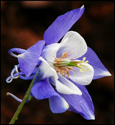 Columbine