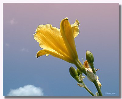 Yellow day Lily