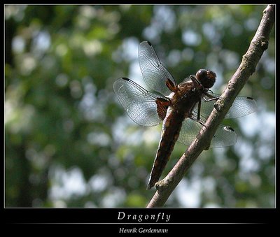 Dragonfly