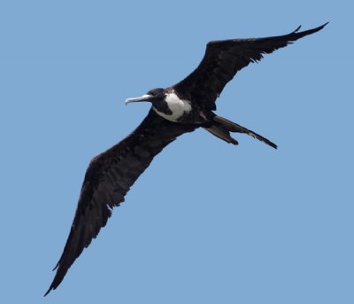 Magnificent Frigatebird