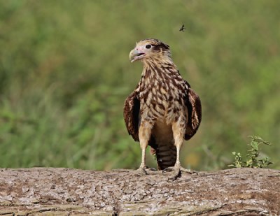 Yellow-headed Caracara