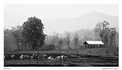 Till Dawn At Pai