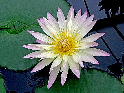 Water Lily.